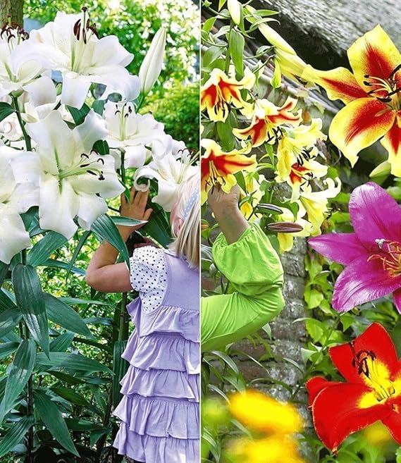 MyRedRose Tree-Lily®-Kollektion 4 Farben 9 Stück Baumlilien