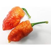 Death Spiral Ultra Hot Pepper Premium Seeds for Planting Packet Packet Possibly The Hottest in The World
