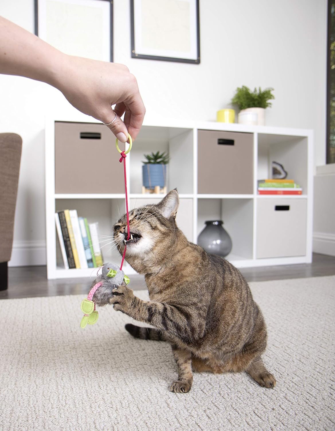SmartyKat Bouncy Mouse Cat Toy Bungee Toy : Pet Mice And Animal Toys : Pet Supplies