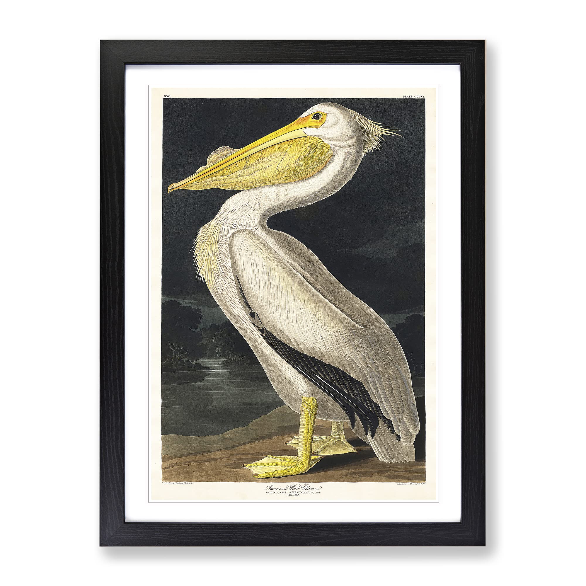 American White Pelican By John James Audubon Vintage Framed Wall Art Print, Ready to Hang Picture for Living Room Bedroom Home Office Décor, Black A4 (34 x 25 cm)