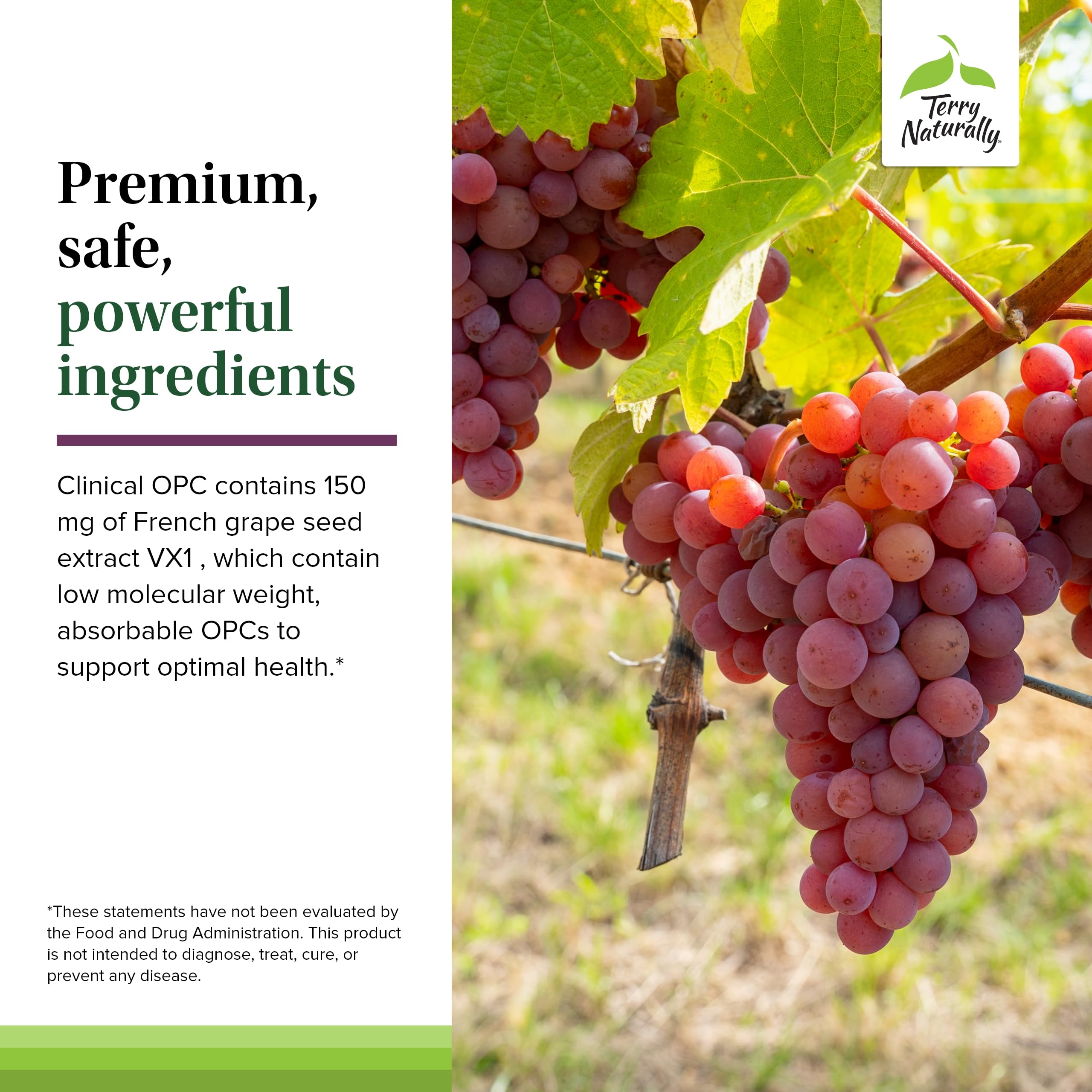 Terry Naturally Clinical OPC - Cardiovascular Health & Focus Support Supplement - Dietary Supplement with Grape Seed Extract & Sunflower Lecithin - Immune Support - 150 mg - 60 Capsules