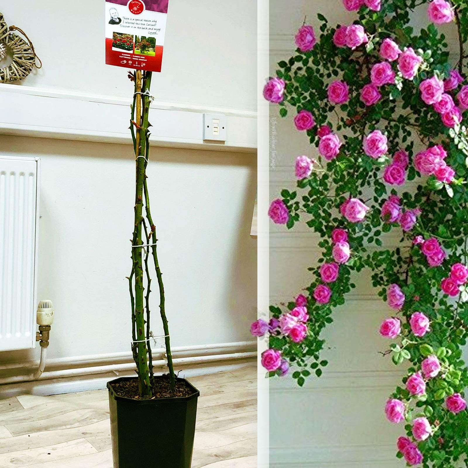 1 Established White Fragrant Climbing Rose Flower Potted Plant Shrub - 75-80cm Tall