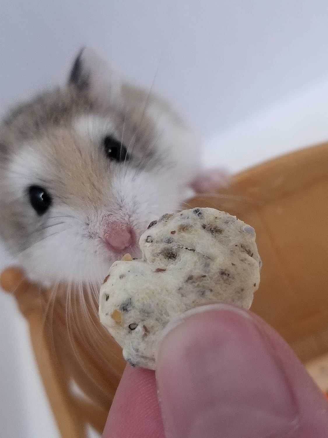 hamster 3