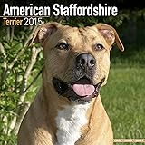 American Staffordshire Terrier Calendar - Brees Specific American Staffordshire Terriers Calendar - 2015 Wall calendars - Dog Calendars - Monthly Wall Calendar by Avonside