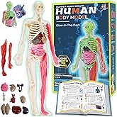 YOFUN Human Body Skeleton Model Kits for Kids,Interactive Anatomy Science Kit – Removable Muscles, Organs,Bones,STEM Educational Toys for Boys and Girls Aged 6+