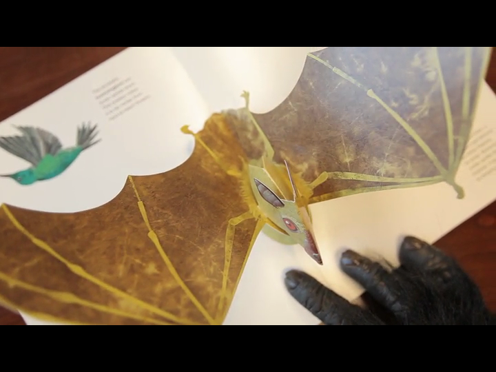 Animals Upside Down A Pull, Pop, Lift & Learn Book! Steve Jenkins