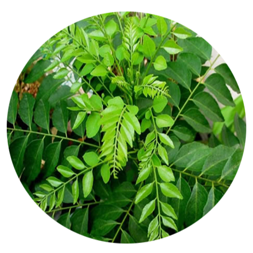 amazon com benefits of curry leaves appstore for android benefits of curry leaves
