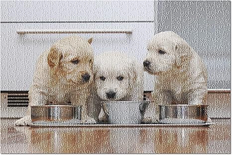 goldendoodle puppies under 500