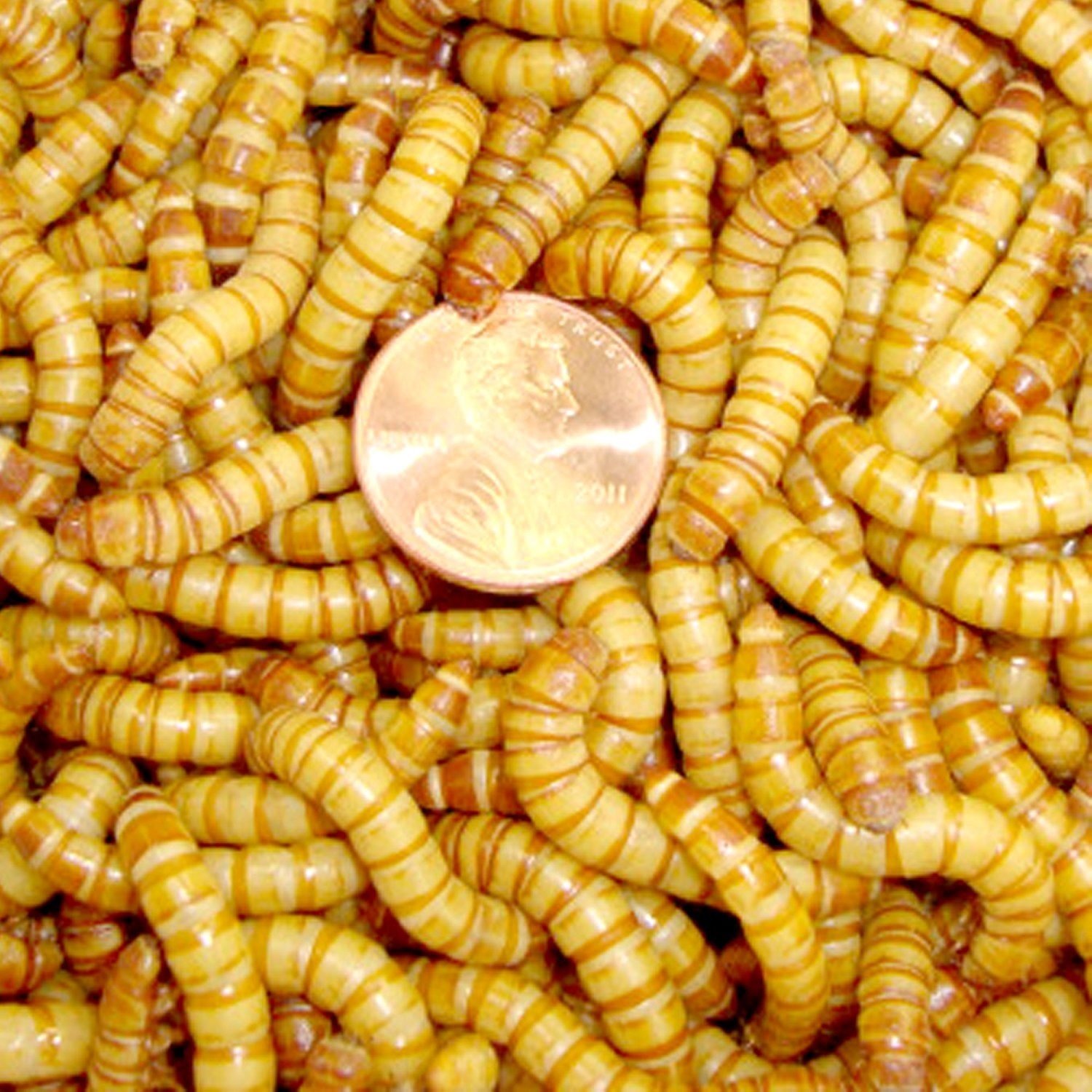 Mealworms Live
