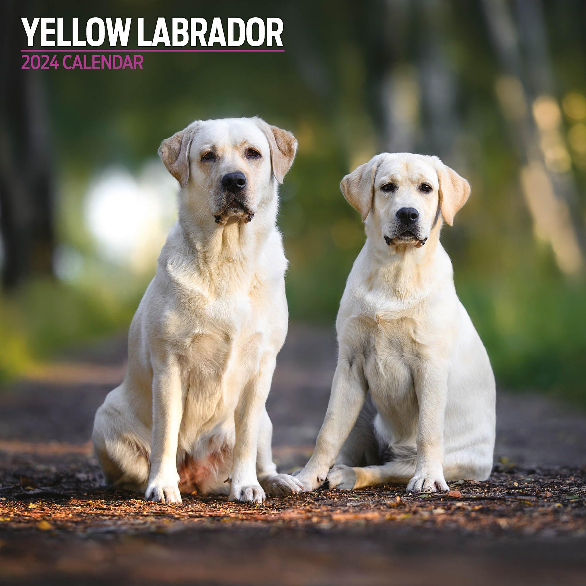 Labrador Yellow Traditional 2024 Calendar