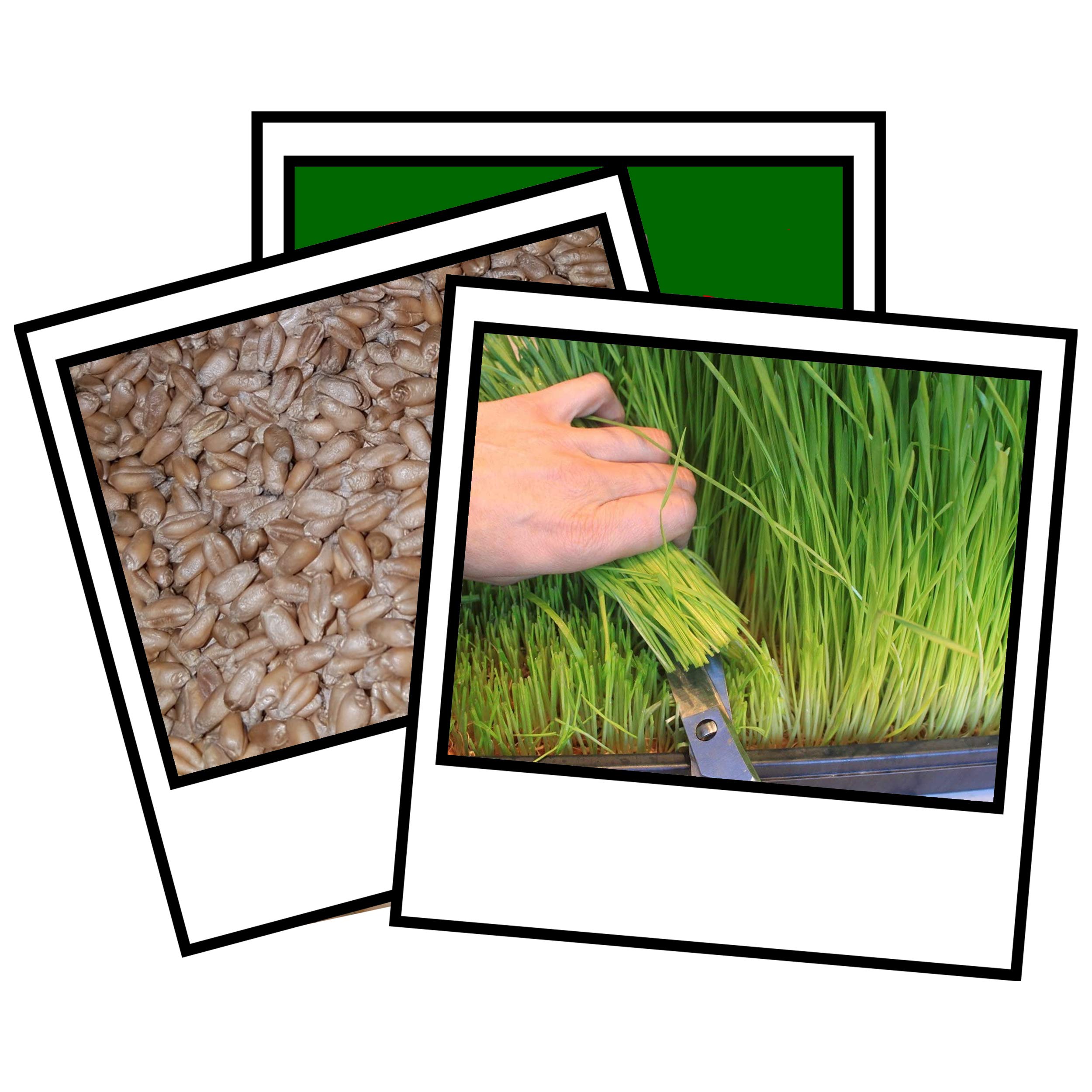 1Kg Wheat Grass Seed Sprouting Juicing Sprouting Micro Seed