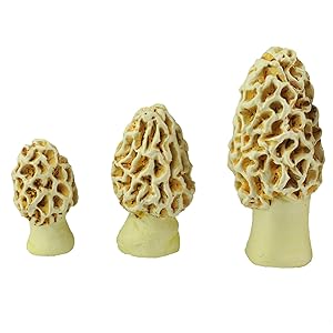 Georgetown Home & Garden Miniature Morel Esculenta Mushrooms Assorted Garden Decor, Set of 3