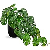 DILATATA Fake Plants Indoor 8 Inch Artificial Monstera Plant in Black Plastic Pot - Faux Potted Tropical Palm Plant for Home Aesthetic Decor Living Room Shelf Office