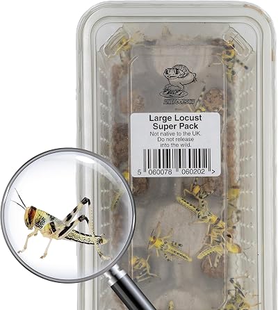 Livefoods4u Large Locust Live Food 2-3.5cm Mega Tub 25 for Reptiles
