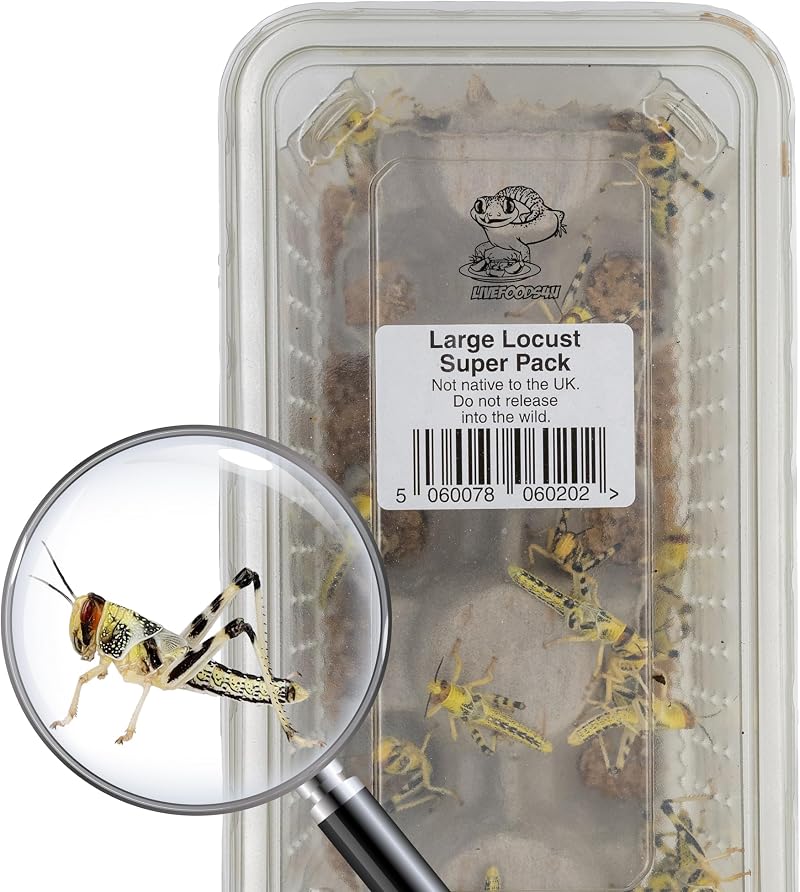 Livefoods4u Large Locust Live Food 2-3.5cm Mega Tub 25 for Reptiles