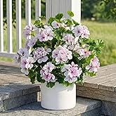 ENALGRE Artificial Flowers for Outdoors 17.7In Artificial Geraniums for Indoor Fake Flowers 4PCS Uv Resistant Artificial Outdoor Flowers for Indoor Home Decor Outdoor Garden Decoration(Pinkish White)