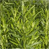 Newlands 8 Mixed Garden Herb Plug Plants – Ready to Pot, Labeled view 9