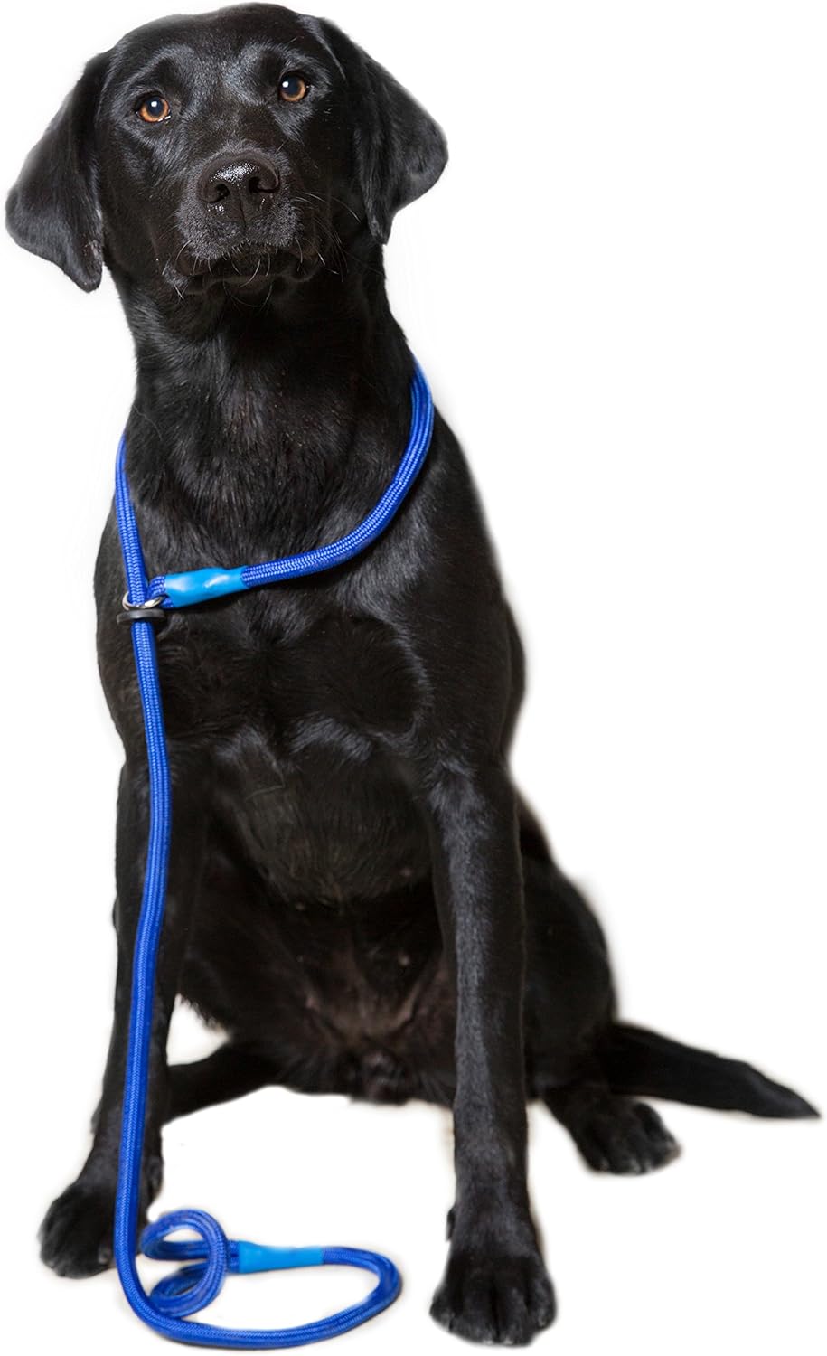 Gunner dog gear slip lead Clearance