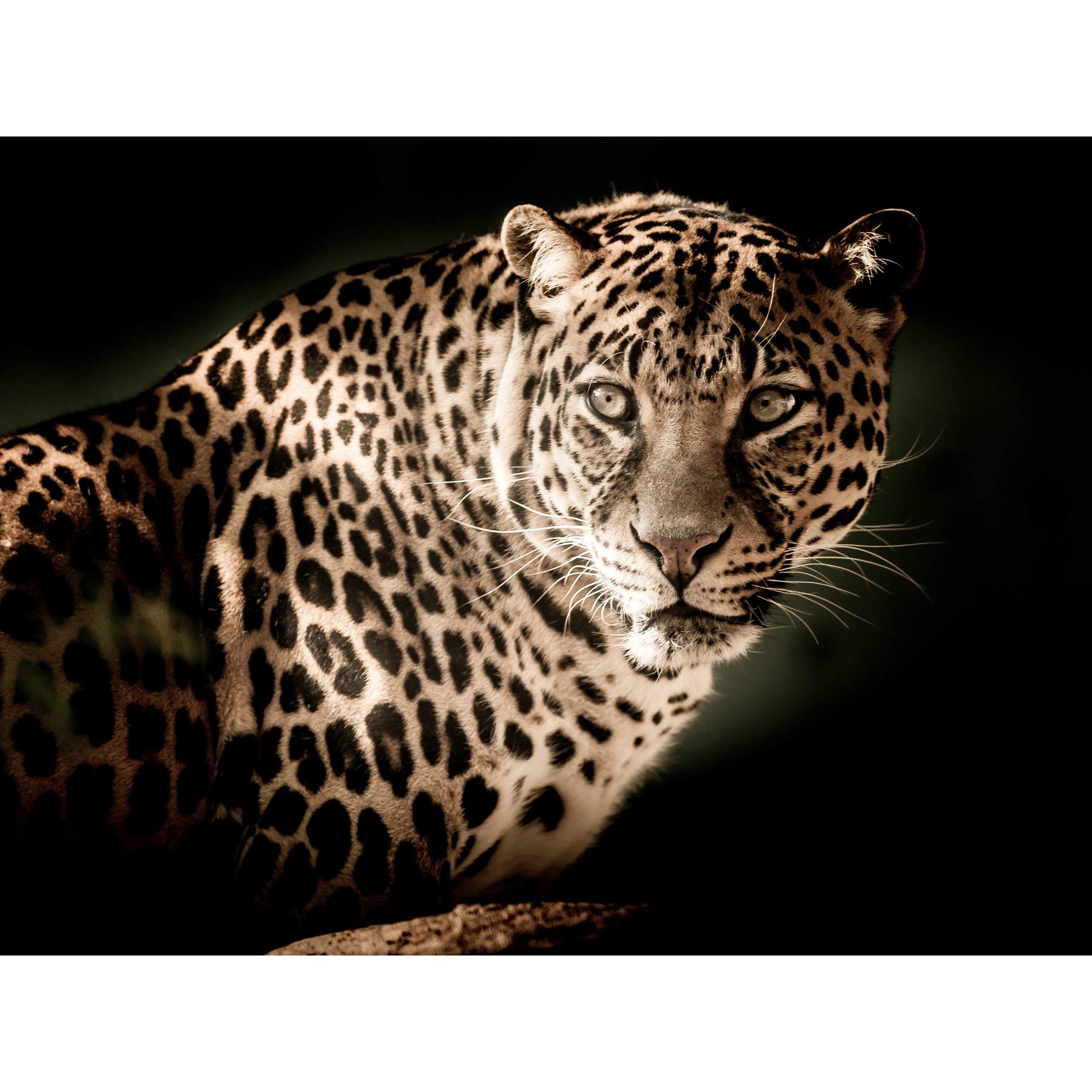 Artery8 Leopard Big Cat Spots Photo Large Wall Art Poster Print Thick Paper 18X24 Inch