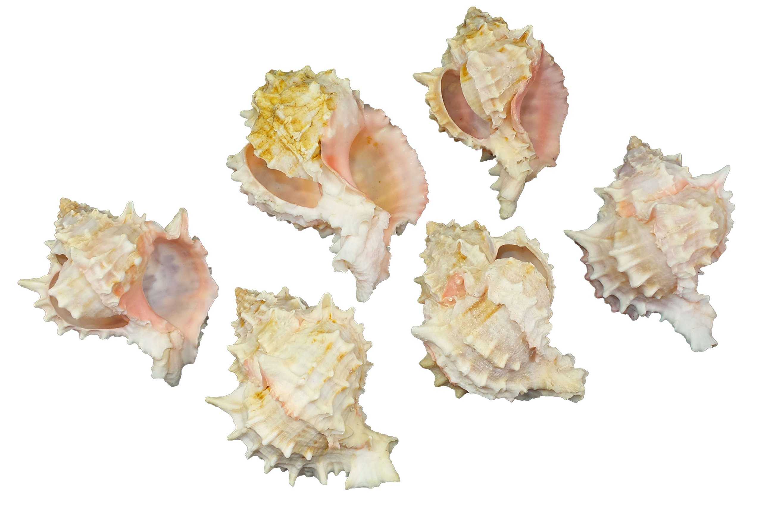 U.S. Shell, Inc.Pink Murex Napkin Ring