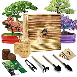 Bonsai Tree Kit for Beginners, DIY Growing Kits