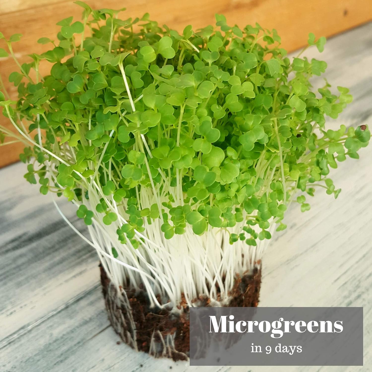 Verdant Republic Organic Broccoli RAAB Sprouting Microgreen Seeds 1kg, Brown - Image 5