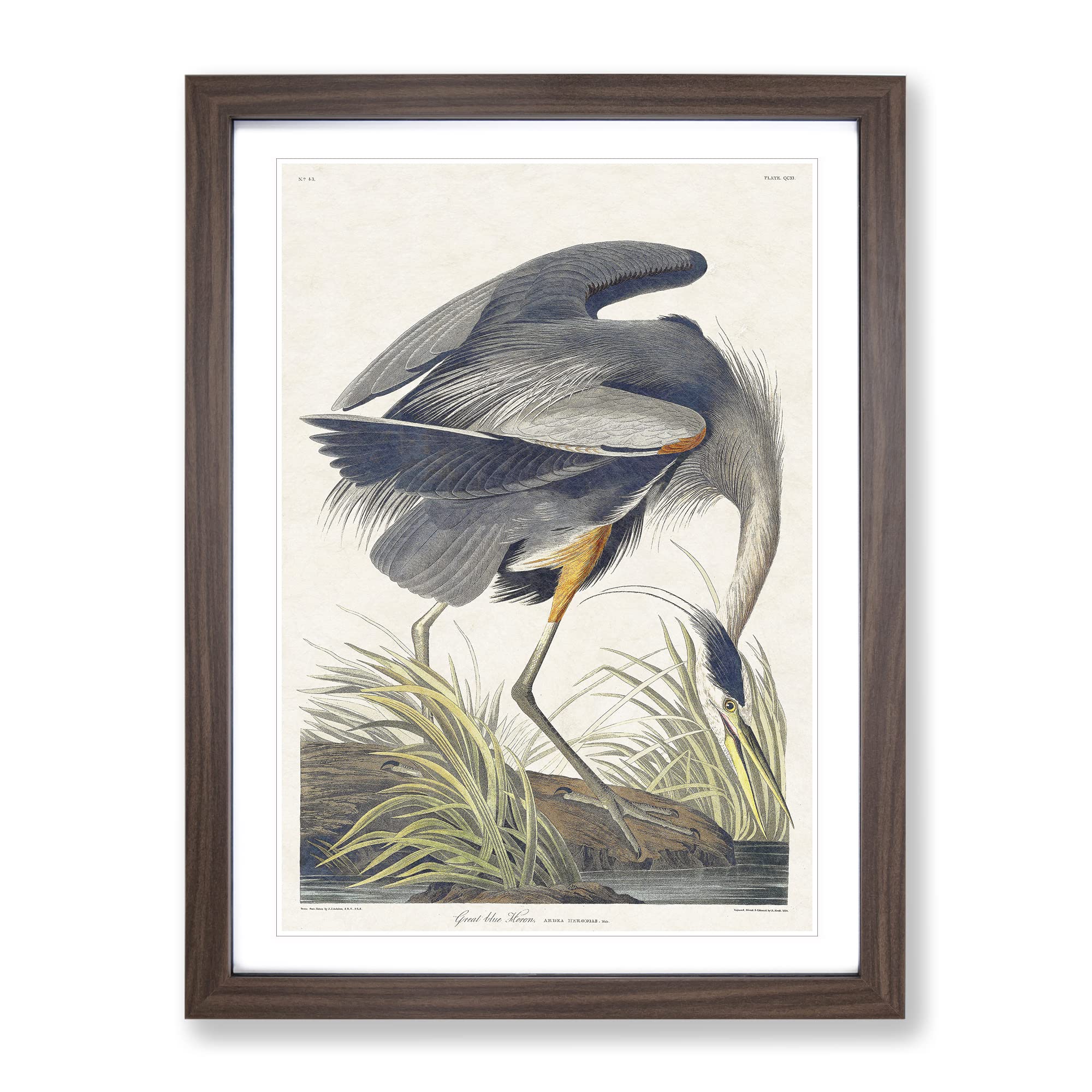 Great Blue Heron By John James Audubon Vintage Framed Wall Art Print, Ready to Hang Picture for Living Room Bedroom Home Office Décor, Walnut A3 (34 x 46 cm)
