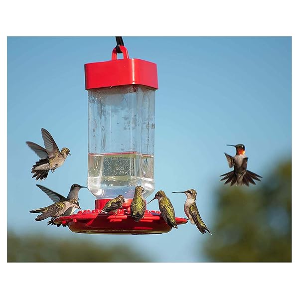 KAYTEE HUMMINGBIRD ELECTRONECTAR WILD BIRD FOOD, READY TO USE, 64 OUNCES