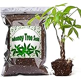 Doter Organic Money Tree Soil Mix 2qt, Indoor Plants Potting Mix for All Potted Money Tree, Grow Healthy houseplants Indoors