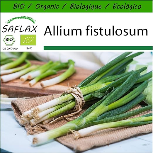 SAFLAX - Ecológico - Cebolla tierna - Ishikura japonés - 150 ...