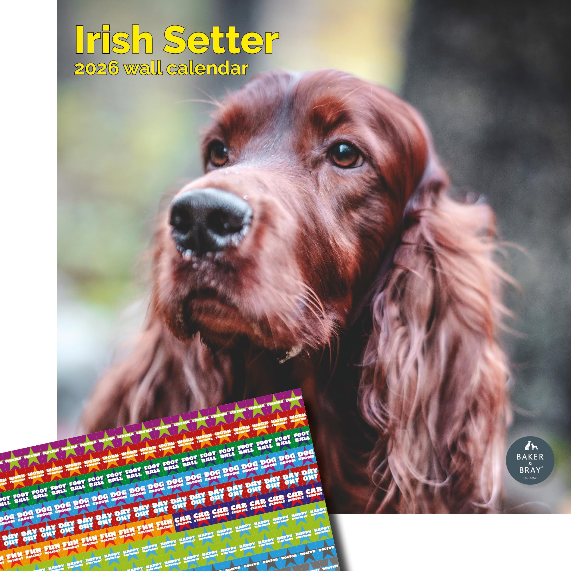 Baker and Bray Irish Setter Calendar 2026, Large Square Wall Calendar With Organisational Stickers, 16 Month, Irish Setter Gift Dog Calendar.