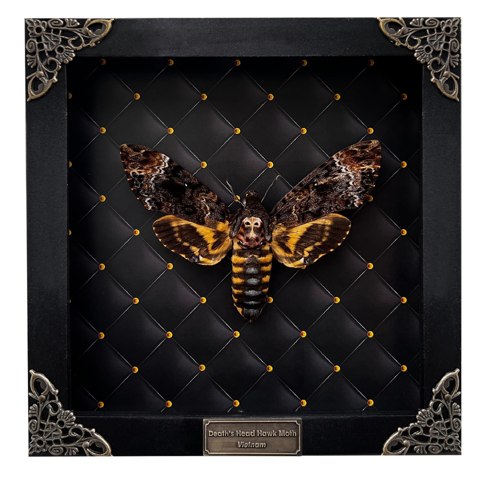 vinatimes Real Framed Death Head Moth Handmade Shadow Box Skull Insect Rhombus Frame Unique Taxidermy Collectables Tabletop Wall Art Decoration Artwork Home Decor Living Reading Gallery K18-01-NEM