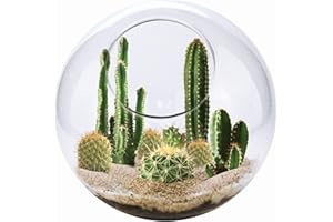 Cactus Succulent Glass Terrarium Starter Kit from Unique Gardener - Grow Your Own Indoor Desert Terrariums - Includes Live Cacti Plants and Easy Setup with Complete Terrarium Supplies