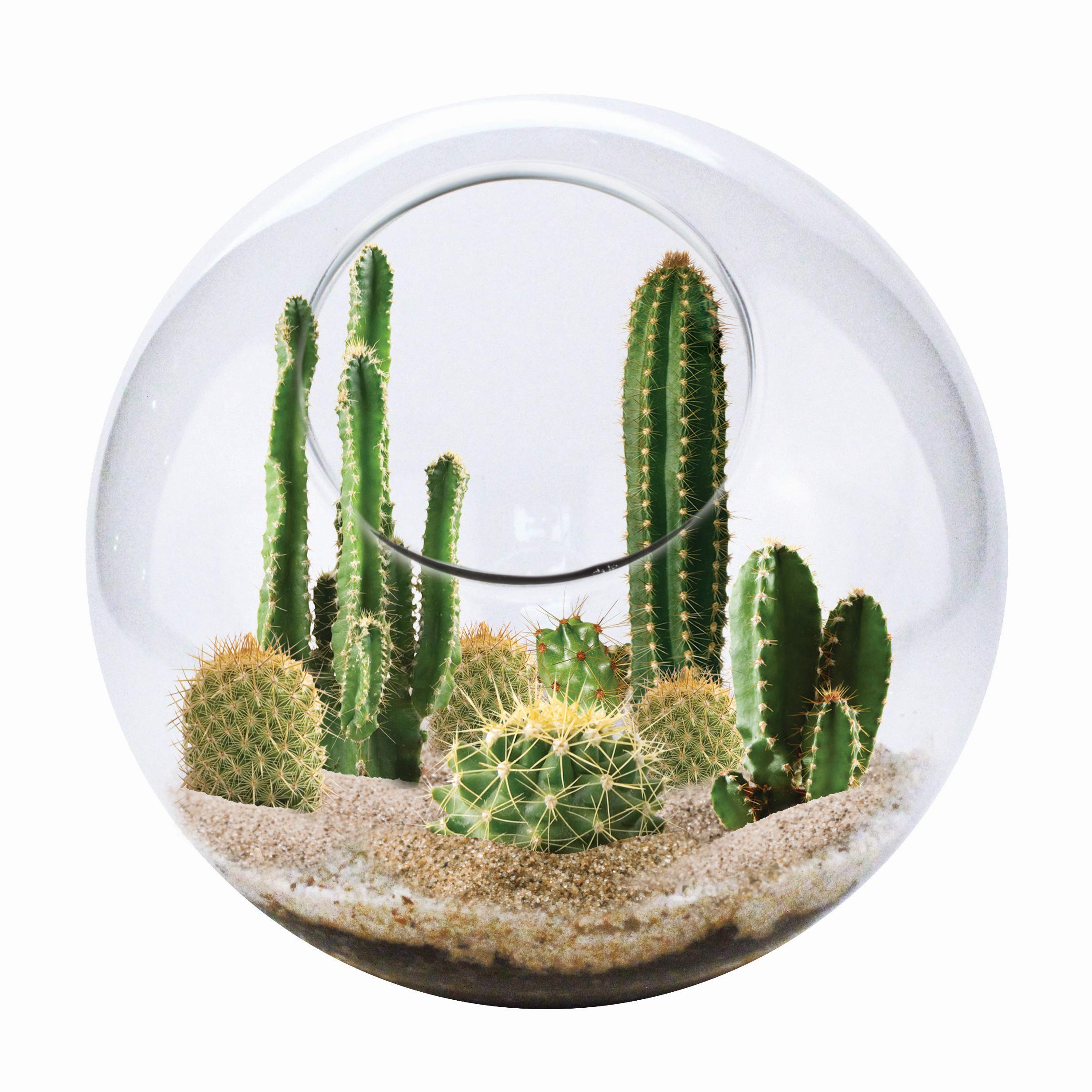 Photo 1 of Cactus Succulent Glass Terrarium Starter Kit from Unique Gardener - Grow Your Own Indoor Desert Terrariums - Includes Live Cacti Plants and Easy Setup with Complete Terrarium Supplies