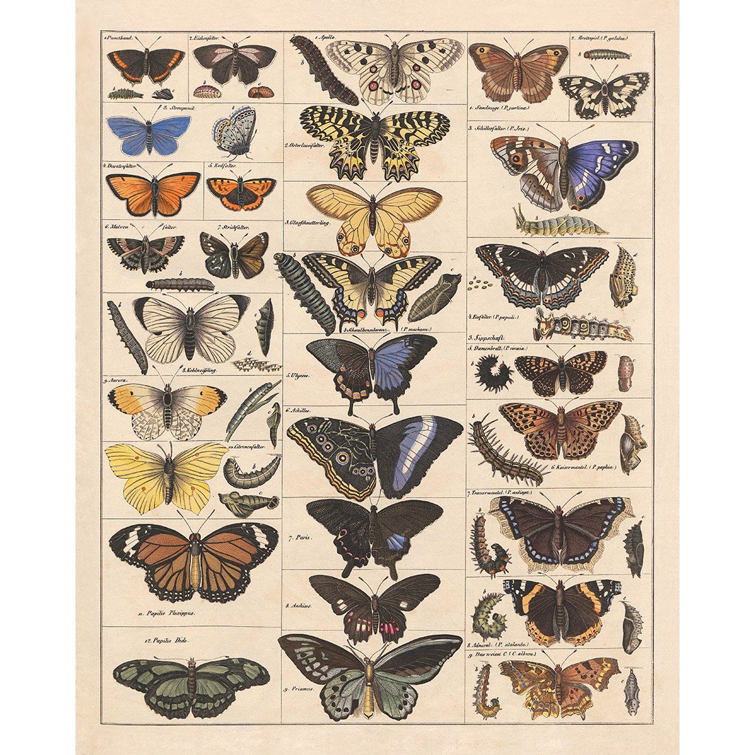 Meishe Art Poster Print Vintage Butterflies Insects Butterfly Breeds Collection Species Identification Reference Chart Pop Classroom Club Home Wall Decor โ image 1