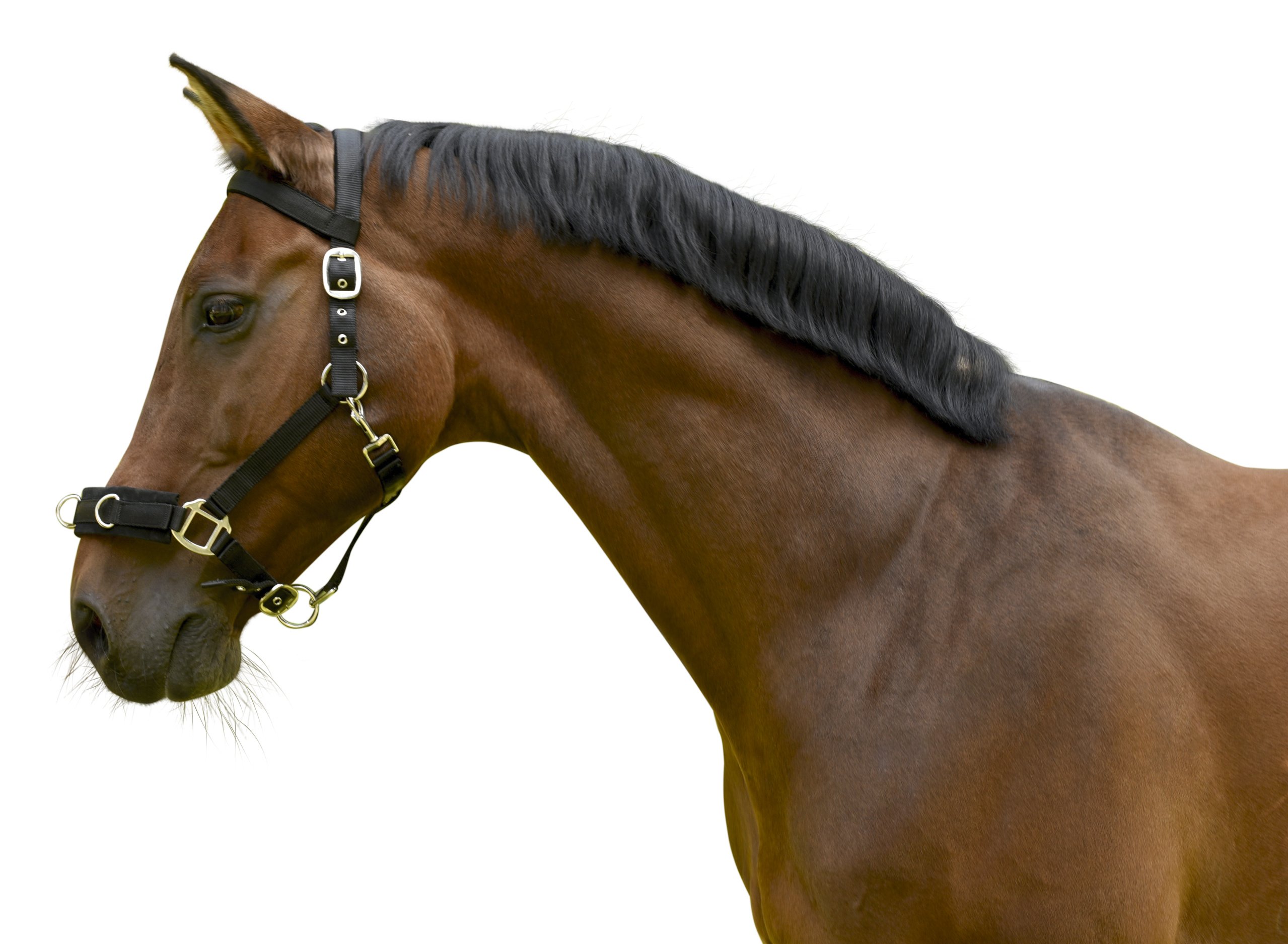 Covalliero Kerbl plastic lunge belt - Halter, Black, unisex, black plastic lunge halter, WB, Black
