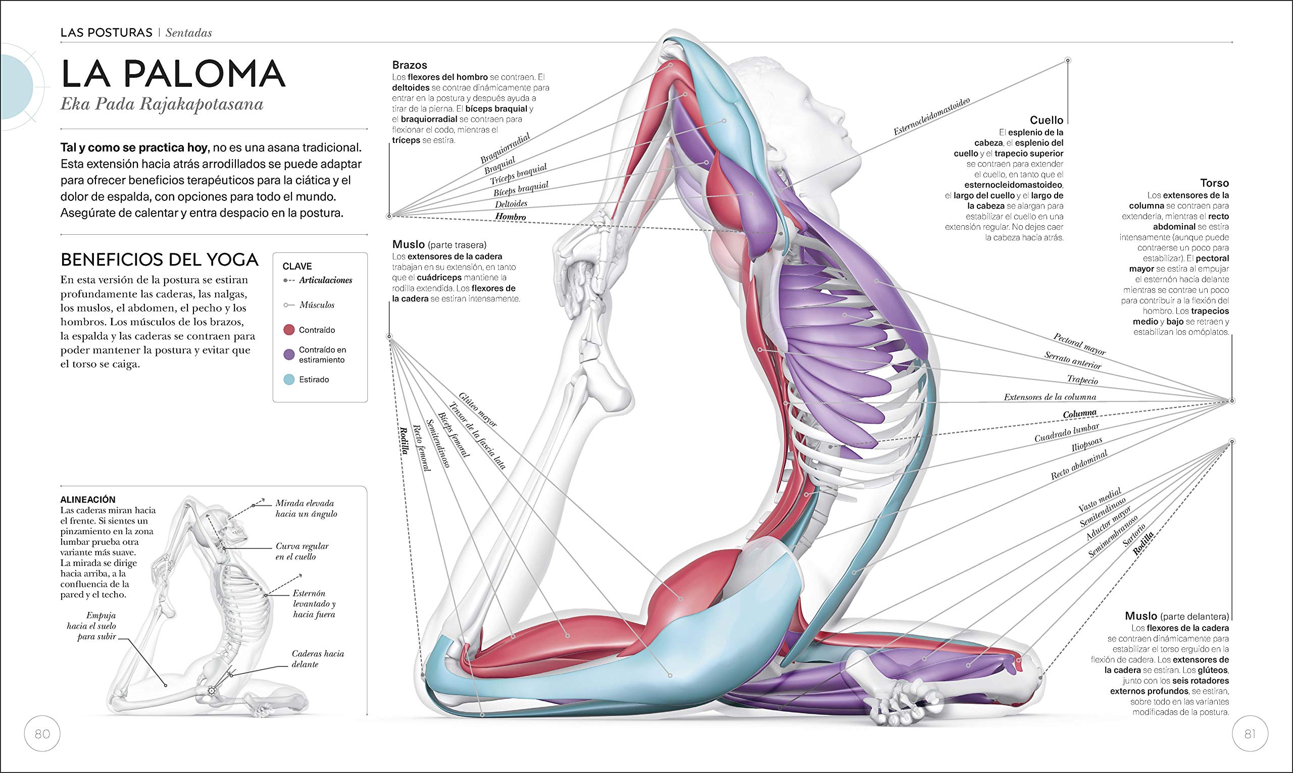 Anatomia Del Yoga Science Of Yoga Un Estudio Fisiologico
