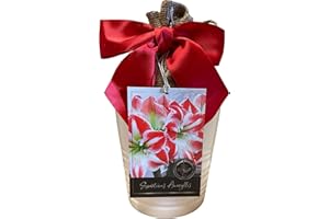 DAYLILY NURSERY Amaryllis Holiday Growing Kit, Includes an Attractive White Ceramic Pot, Big Sparticus Bulb, and Professional Growing Medium