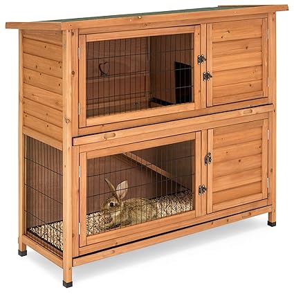 outdoor pet rabbit