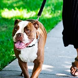 Herm Sprenger Prong Collar for Dog Training with