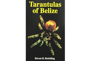 Tarantulas of Belize