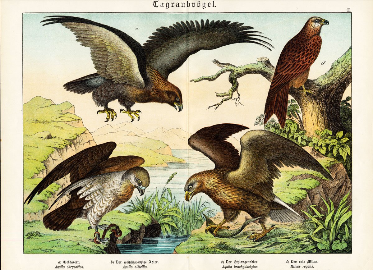 Amazoncom Antique Prints Golden Eagle Red Kite Sea Eagle