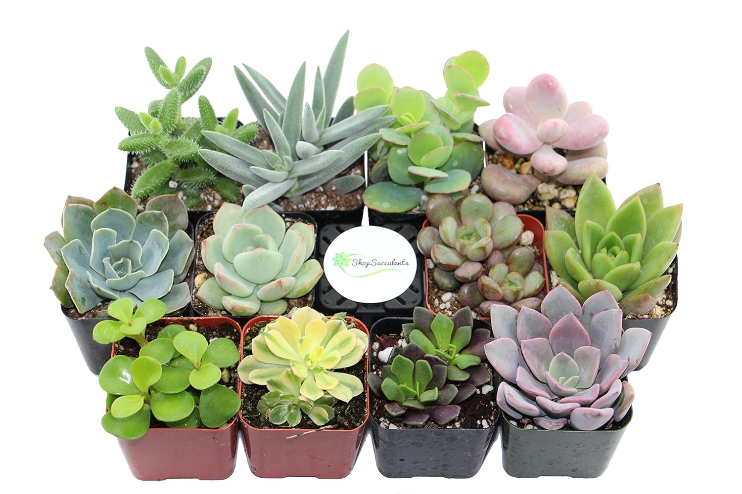 Shop Succulents Unique Succulent (Collection of 20)