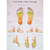 健康・医学 Practical massageandcorrective exercises 3B Scientific VR1810UU Glossy Paper Foot Reflex Zone Massage