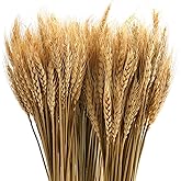yarlung 300 Stems 16 Inch Dried Wheat Sheaves, Natural Wheat Stalks Bundle Fall Arrangement for DIY Craft, Home Table, Weddin