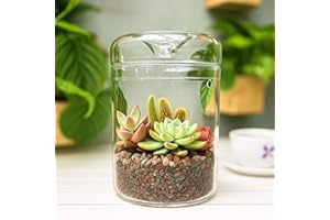 LaLaGreen Indoor Planter (6x9 Inch) Small Glass Terrarium Jar with Lid for Succulent Plants, Reptile Cactus Mini Fern Fairy M