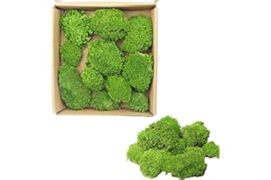 FAICOIA Preserved Pillow Moss Bulk Green Moss Balls for Bowls Natural Green Decorative 0.45 sq.ft Preserved Pole Moss Pillow for Wall Art Terrariums Crafts Fairy Gardens Pot Plants Easter Table Decor