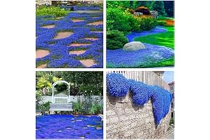 WIVOLIBE Creeping Thyme Seeds for Planting - 21000+ Blue Creeping Thyme Seeds Non-GMO Thymus Serpyllum Seeds Perennial Flower Seeds Ground Cover Plant Landscaping