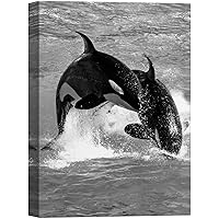 SIGNWIN Canvas Wall Art Two Playful Killer Whales Swimming and Jumping in The Sea Marine Life Ocean Modern Art Beach Dramatic Black and White for Living Room, Bedroom, Office - 12x18 inches