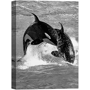 SIGNWIN Canvas Wall Art Two Playful Killer Whales...